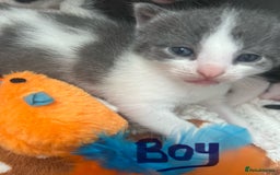 Mixed Breed cats for sale: ❤️*Blue/white & black/white friendly kittens*❤️ - Image 23
