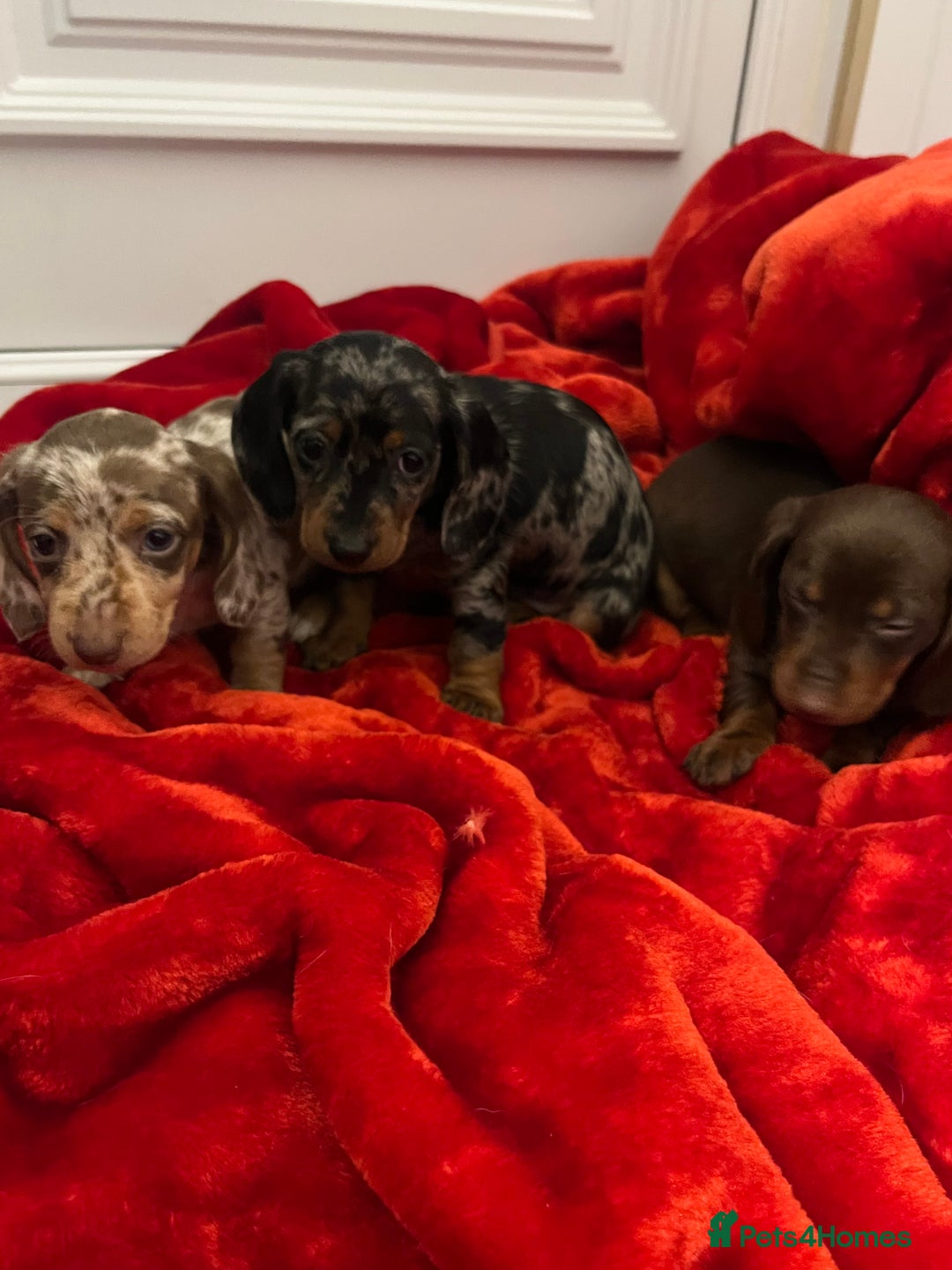 Dachshund dogs for sale: Dachshund  puppies  - Advert 3