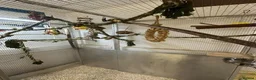 Lovebirds birds for sale: Female Lovebird looking for... in Bristol - Advert 3