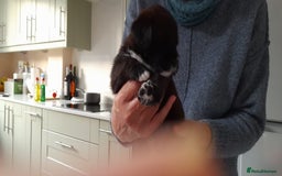 Mixed Breed dogs for sale: Border Terrier cross Cockapoo  - Advert 5