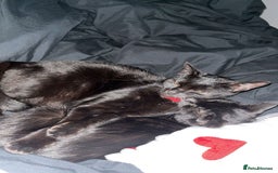 Bombay cats for sale: 2 female cats - Image 3
