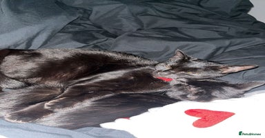 Bombay cats - Advert 3