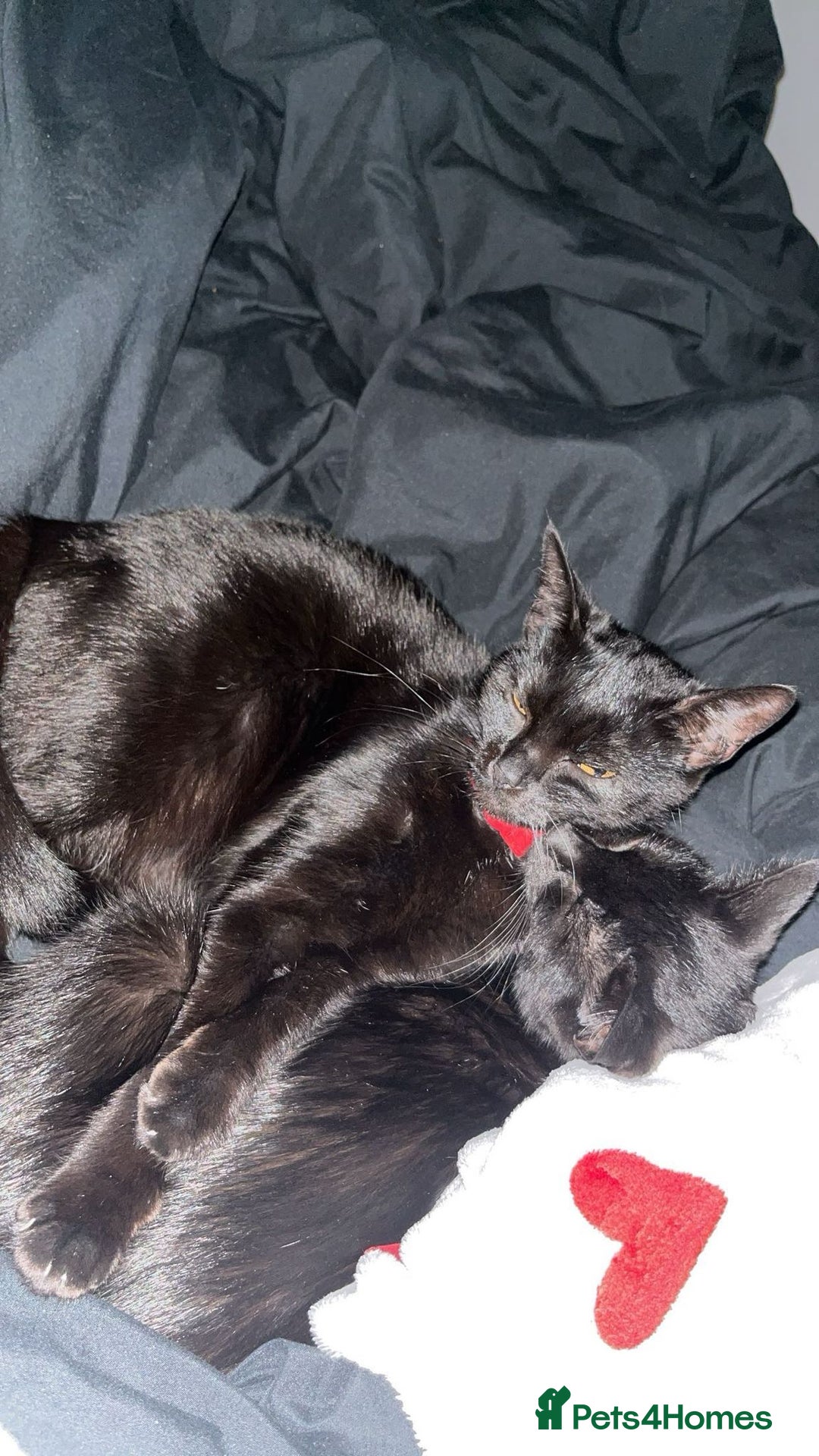 Bombay cats for sale: 2 female cats - Image 3