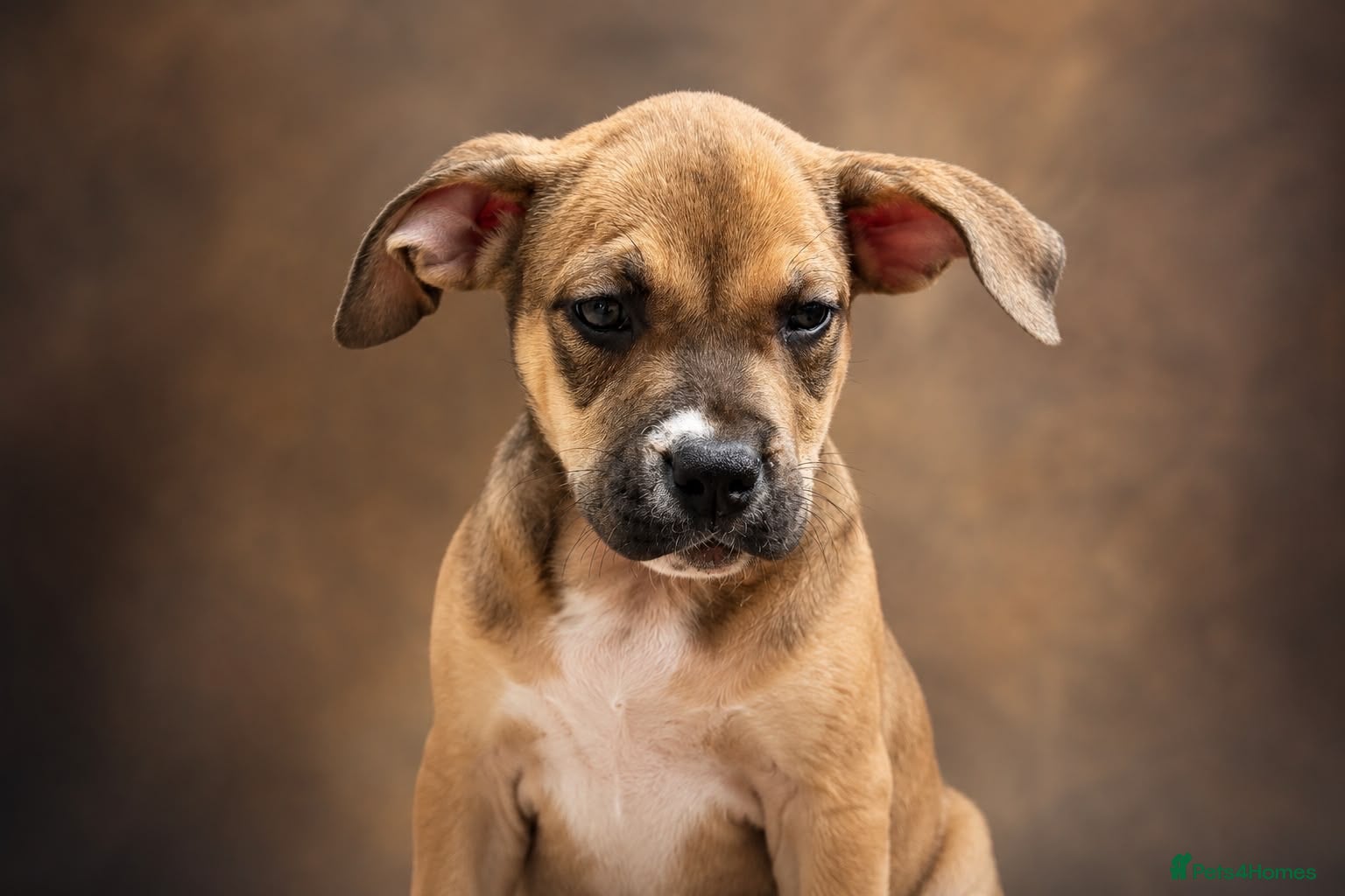 Mixed Breed dogs Bull presa pups  - Advert 1
