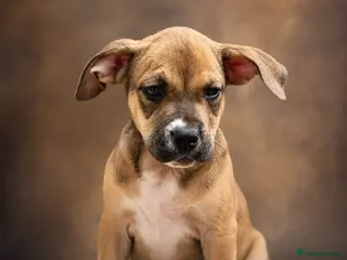 Mixed Breed dogs Bull presa pups - Advert 1