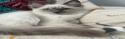 Ragdoll cats for sale: Candy - Advert 3