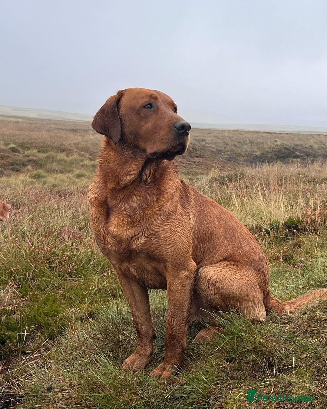 Labrador Retriever dogs for stud: FULLY HEALTH TESTED fox red labrador in Malton - Advert 7
