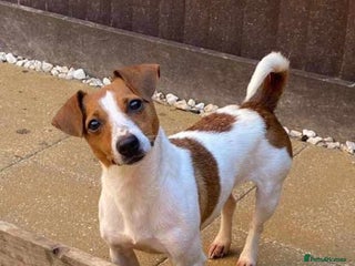 Jack Russell dogs Beautiful jack russells - Advert 12