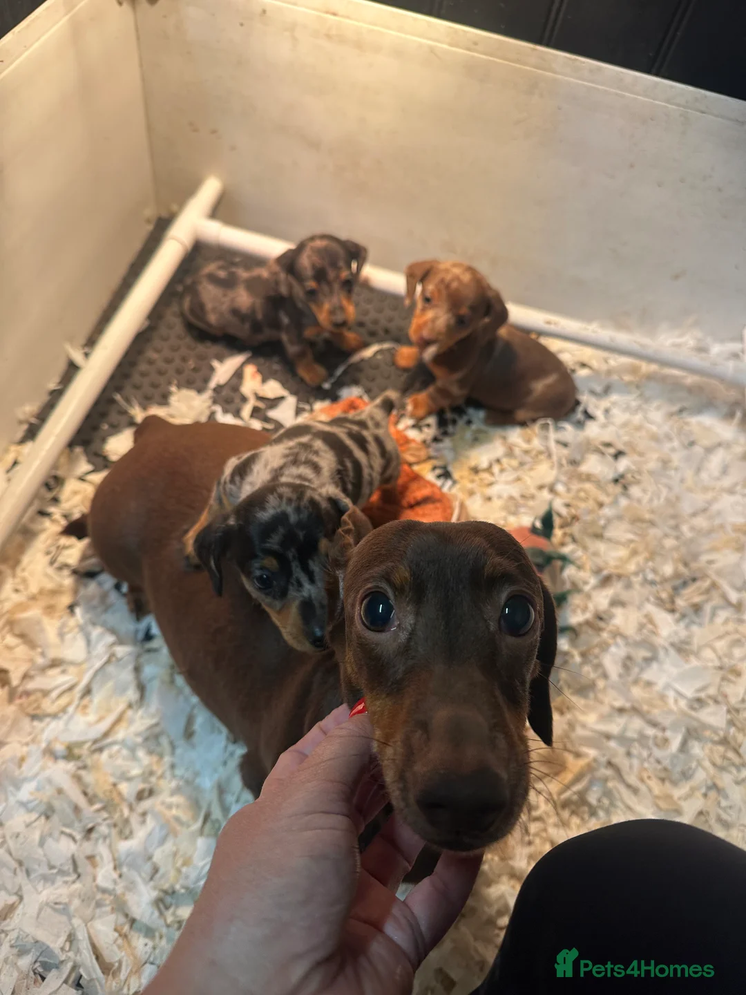 Miniature Dachshund dogs for sale: Dapple Miniature Dachshund puppies - Advert 2