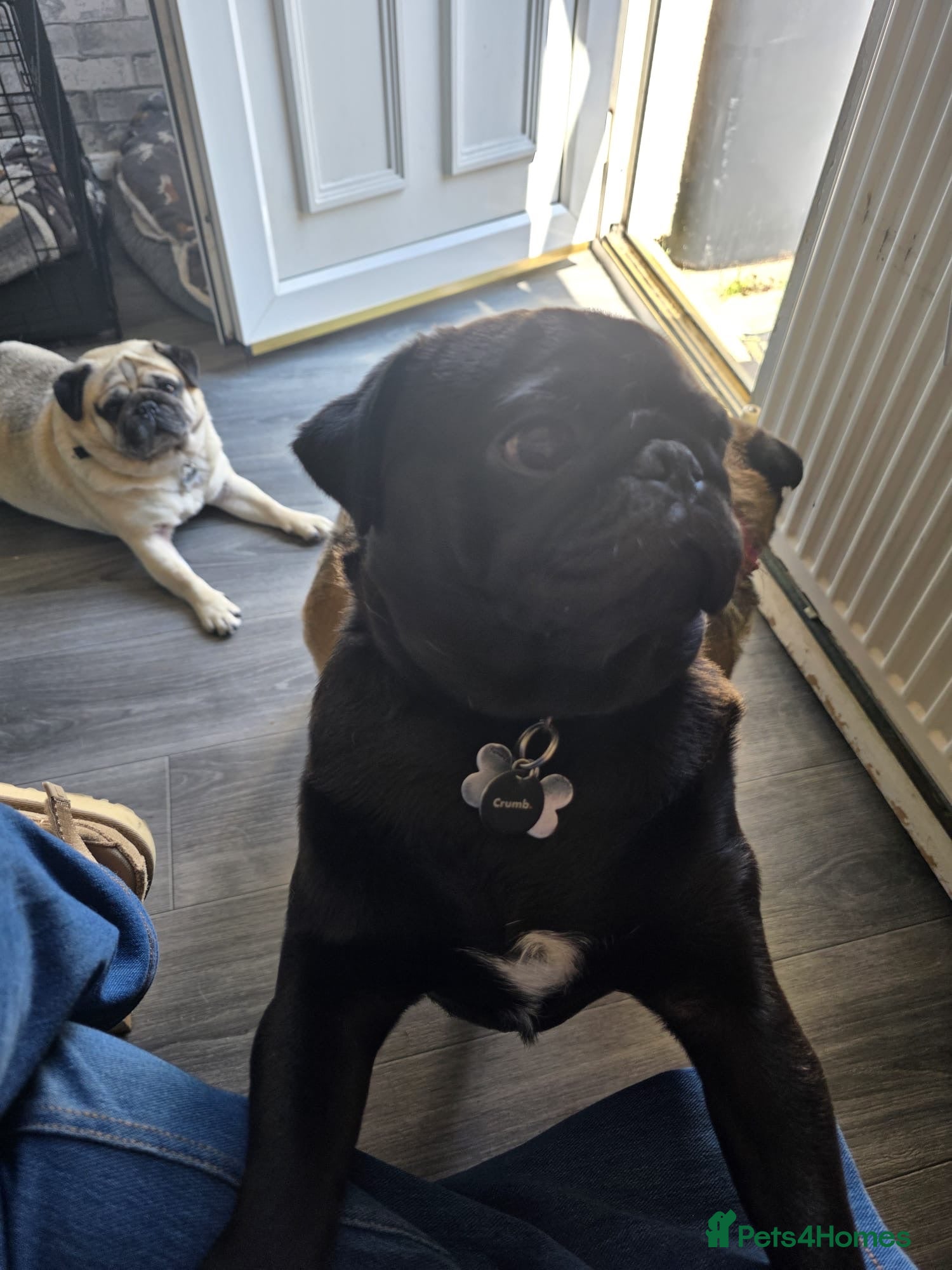 Pug dogs Boy Pug - Advert 2
