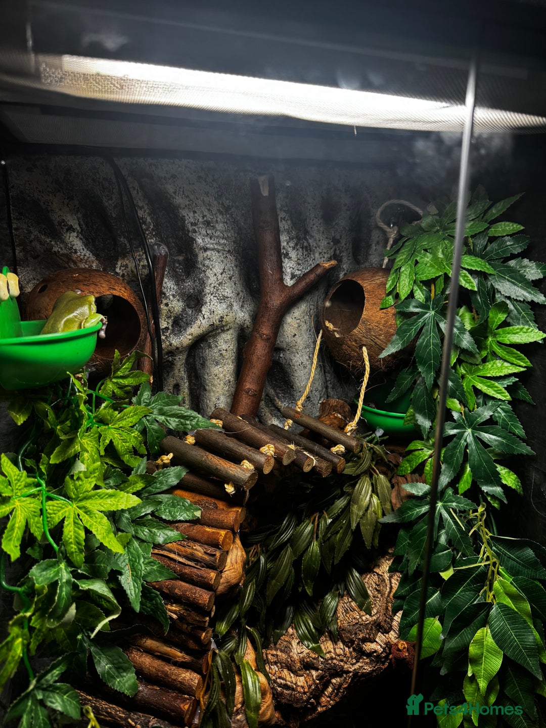 Frog reptiles for sale: 4 whites tree frog and enclosure - Advert 5