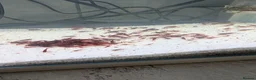 Shrimps fish for sale: Bloody Mary Shrimp x5 in Billericay - Advert 4
