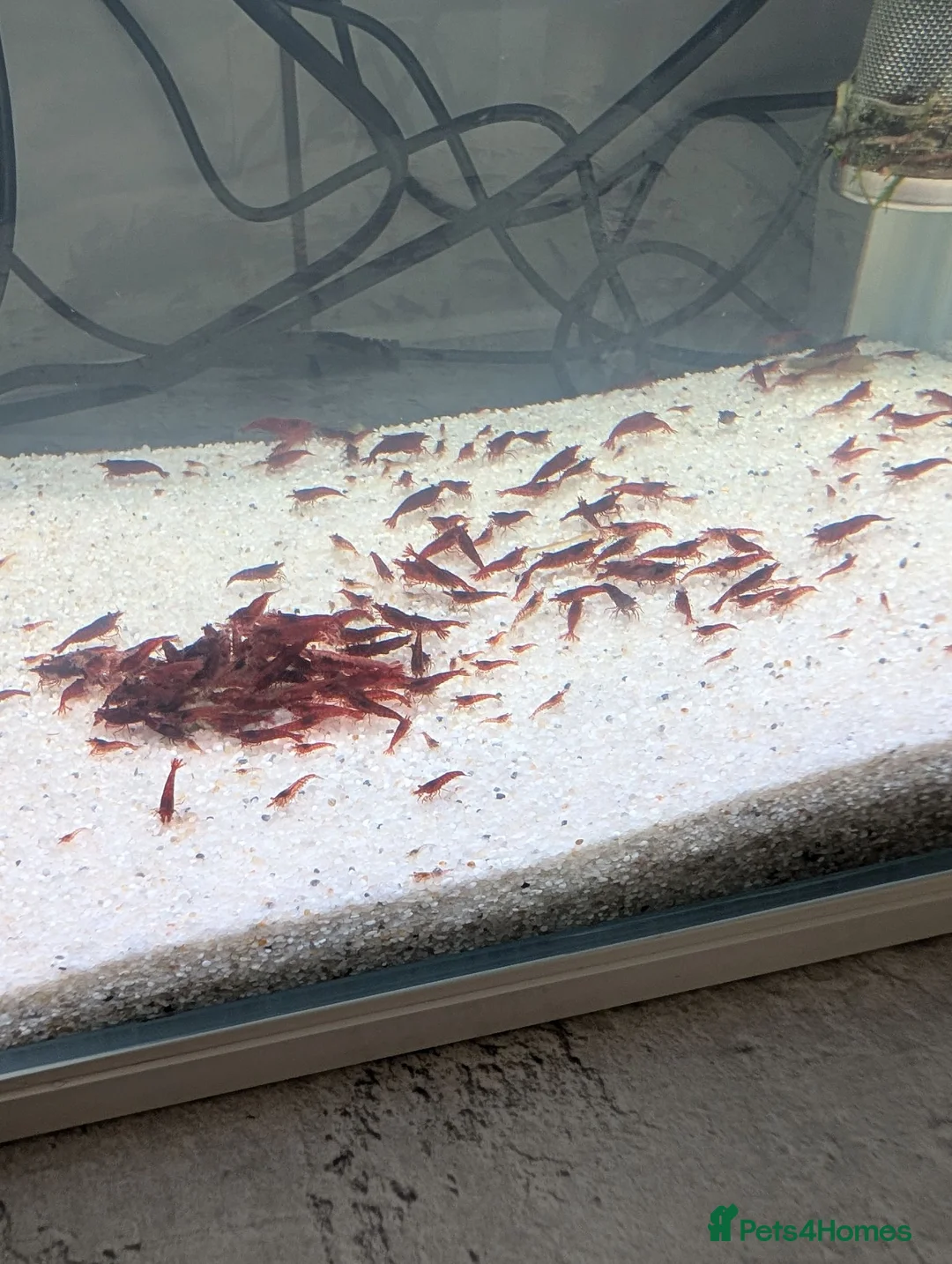 Shrimps fish for sale: Bloody Mary Shrimp x5 in Billericay - Advert 4