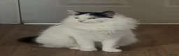 Ragdoll cats for sale: Beautiful Ragdoll kittens - Advert 21