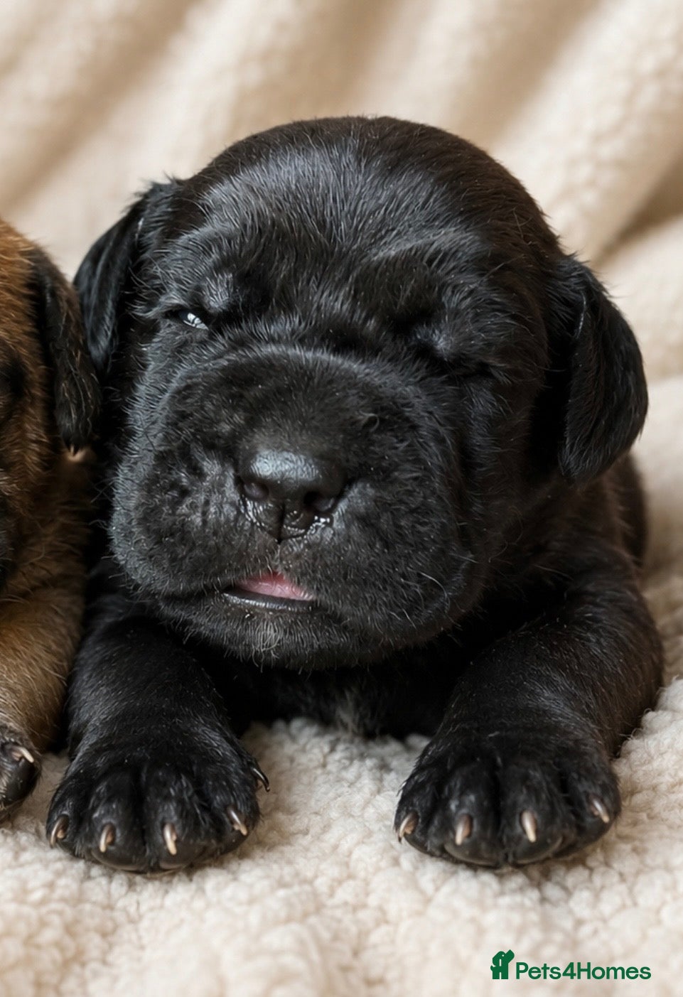 Mixed Breed dogs North American mastiff X boerboel  - Advert 2