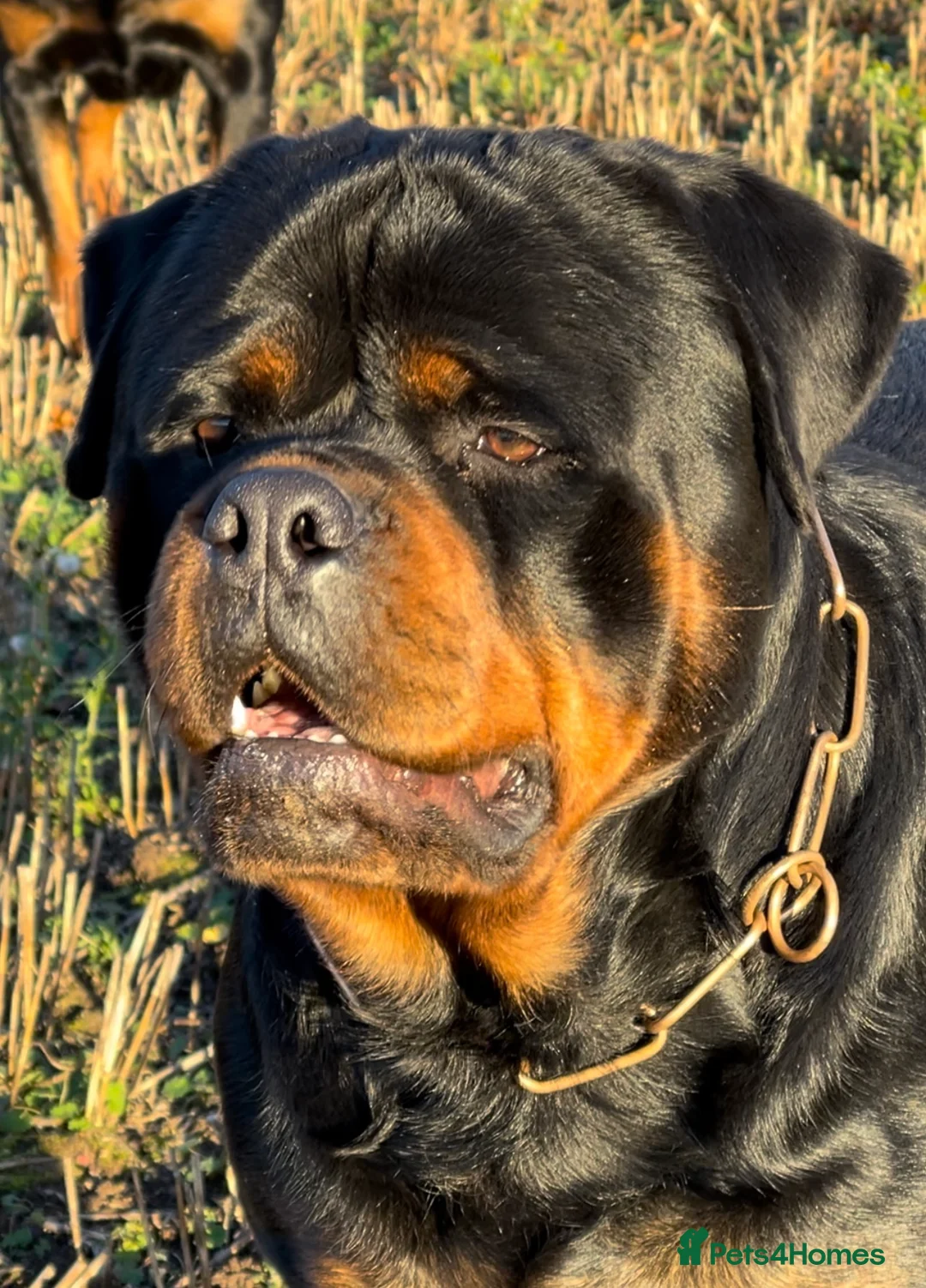 Rottweiler dogs for stud: ABSOLUTELY BEAUTIFUL KC Health Tested *FOR STUD* in Mansfield - Advert 3