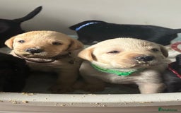 Labrador Retriever dogs for sale: 9 Beautiful Labrador Puppies For Sale  - Image 26