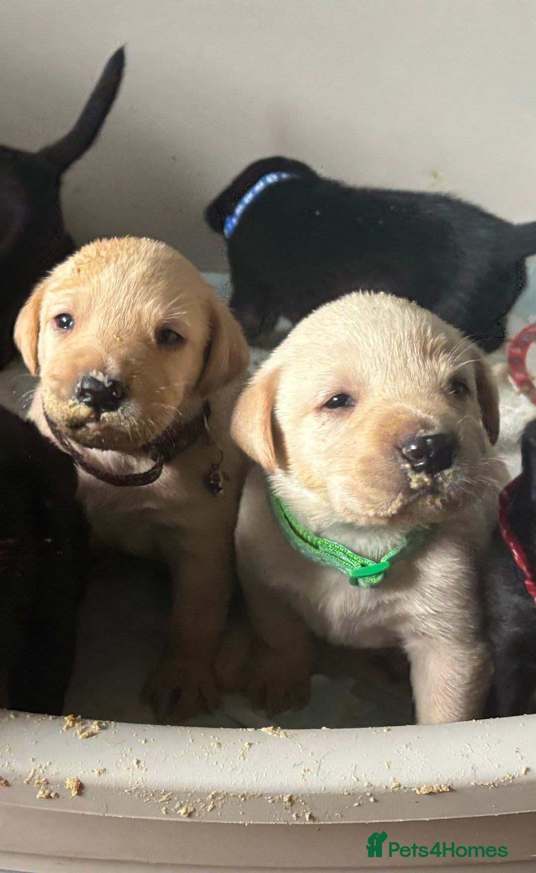 Labrador Retriever dogs for sale: 9 Beautiful Labrador Puppies For Sale  - Image 26