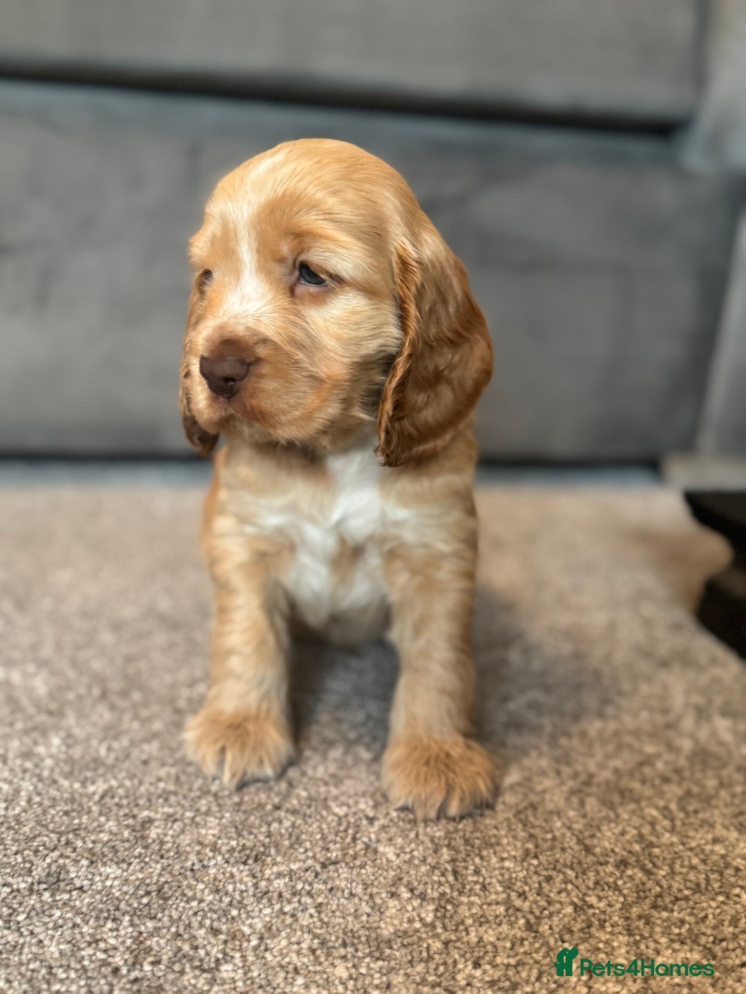 Cocker Spaniel dogs for sale: Last stunning KC show cocker - Advert 19