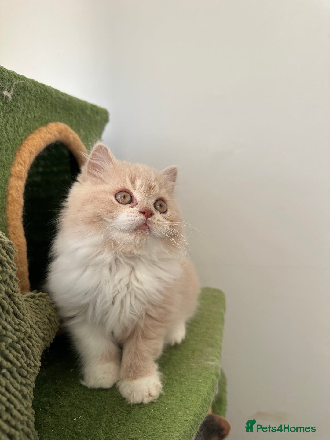 British Shorthair cats for sale:  🦁 Stunning BLH Lion Look alike READY NOW - Advert 11