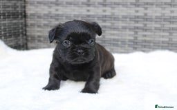 Mixed Breed dogs for sale: French bulldog X imperial shih tzu  - Image 11