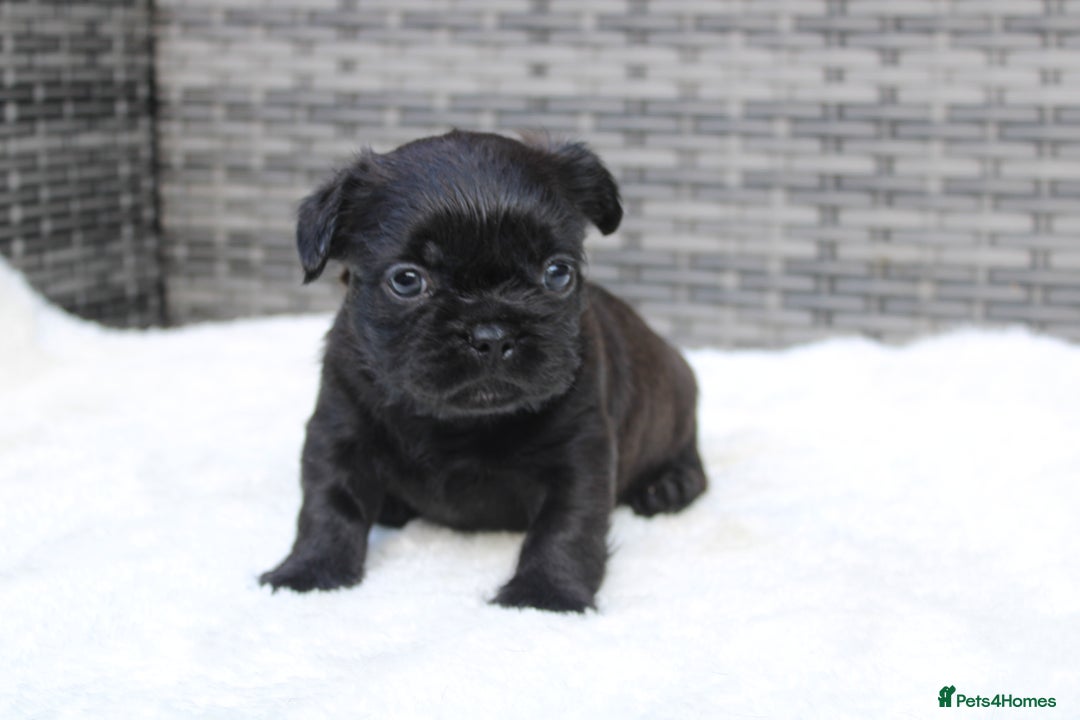 Mixed Breed dogs for sale: French bulldog X imperial shih tzu  - Image 11