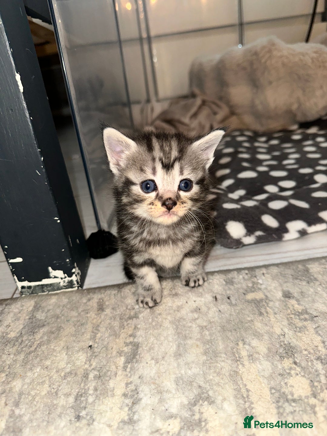 Maine Coon cats for sale: 5 MAINE COON X BABIES FOR SALE  - Advert 10