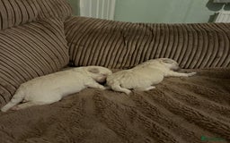 Bichon Frise dogs for sale: Bichon frise - Image 5