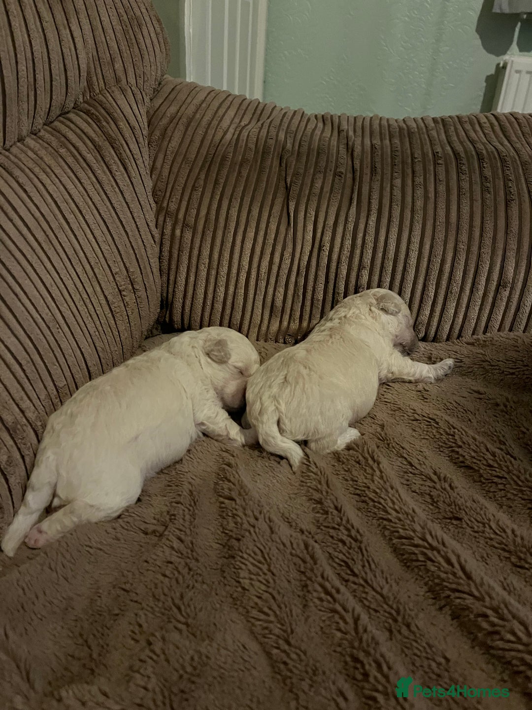 Bichon Frise dogs for sale: Bichon frise - Image 5