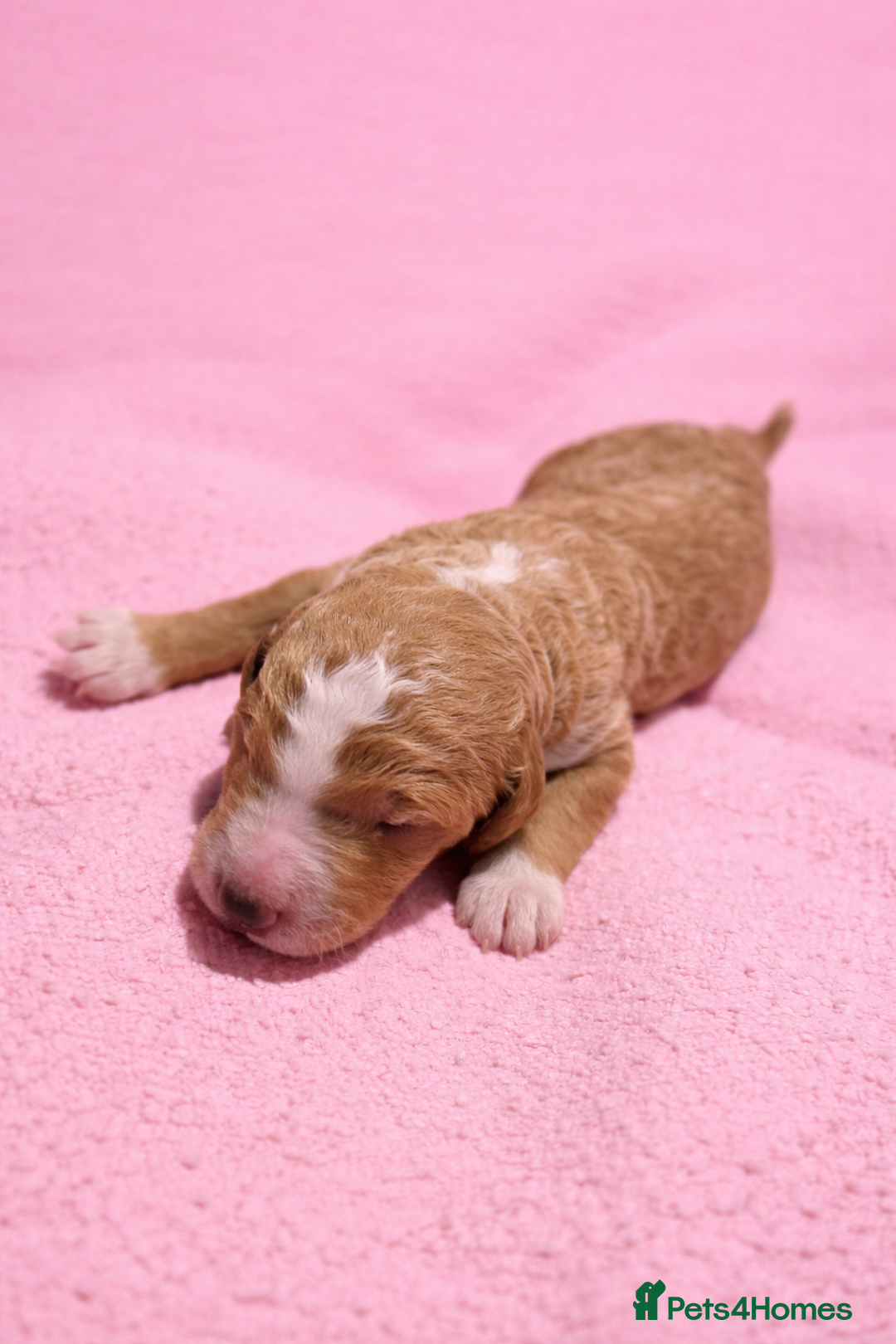 Standard Poodle dogs for sale: Exceptional Standard Poodle Puppies - Advert 12