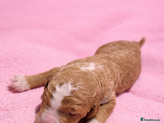 Standard Poodle dogs Exceptional Standard Poodle Puppies - Advert 14