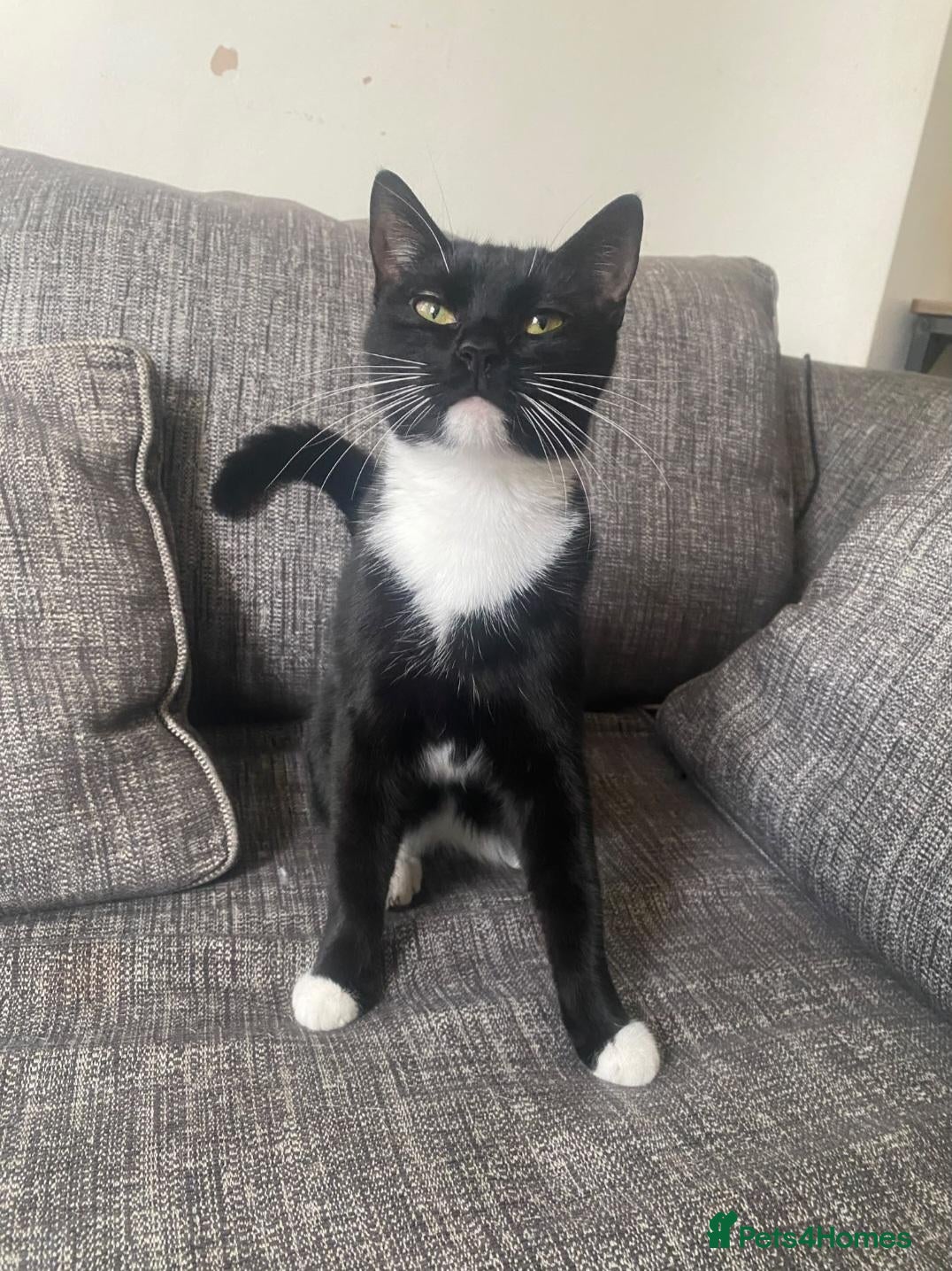 Mixed Breed cats Oreo black and white cat - Advert 3
