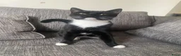 Mixed Breed cats for sale: Oreo black and white cat - Advert 1