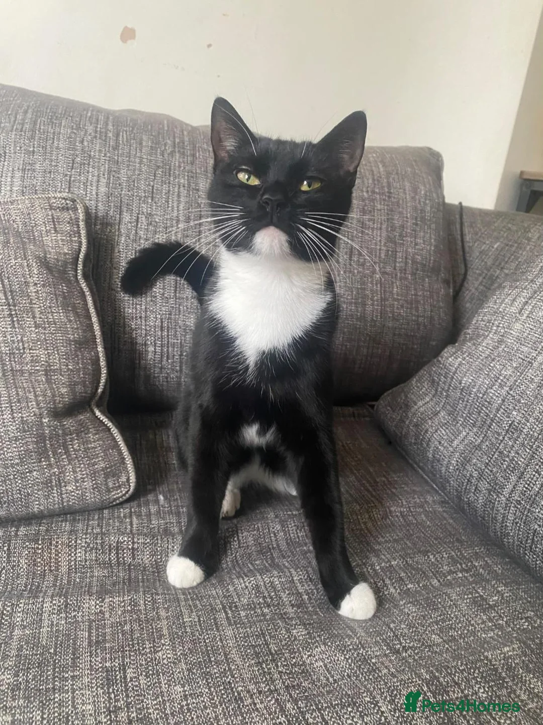 Mixed Breed cats for sale: Oreo black and white cat - Advert 1