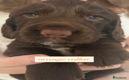 Sprocker dogs for sale: Sprocker puppies. Ready to leave 10th October.  - Image 16