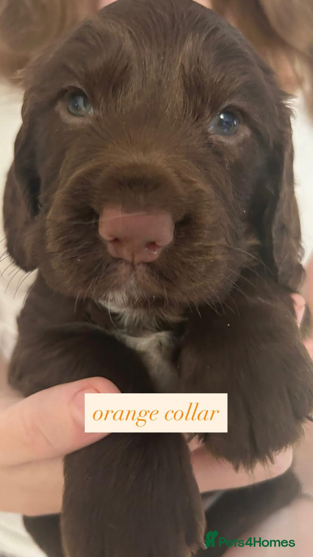Sprocker dogs for sale: Sprocker puppies. Ready to leave 10th October.  - Image 16