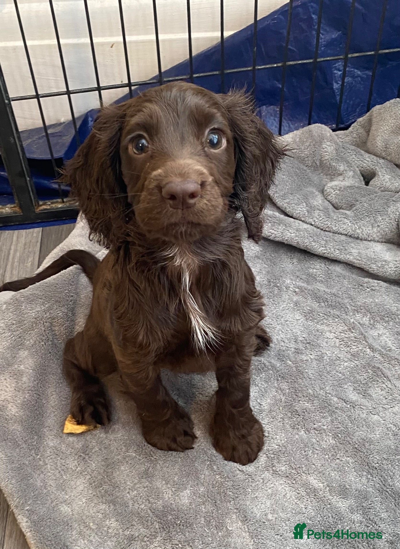 Cocker Spaniel dogs Working cocker spaniel puppies Ready Now - Advert 18