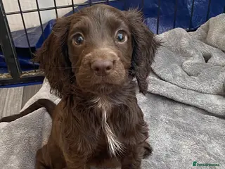 Cocker Spaniel dogs Working cocker spaniel puppies Ready Now - Advert 18