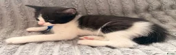 British Shorthair cats for sale: Black & white boy and girl kittens  - Advert 10