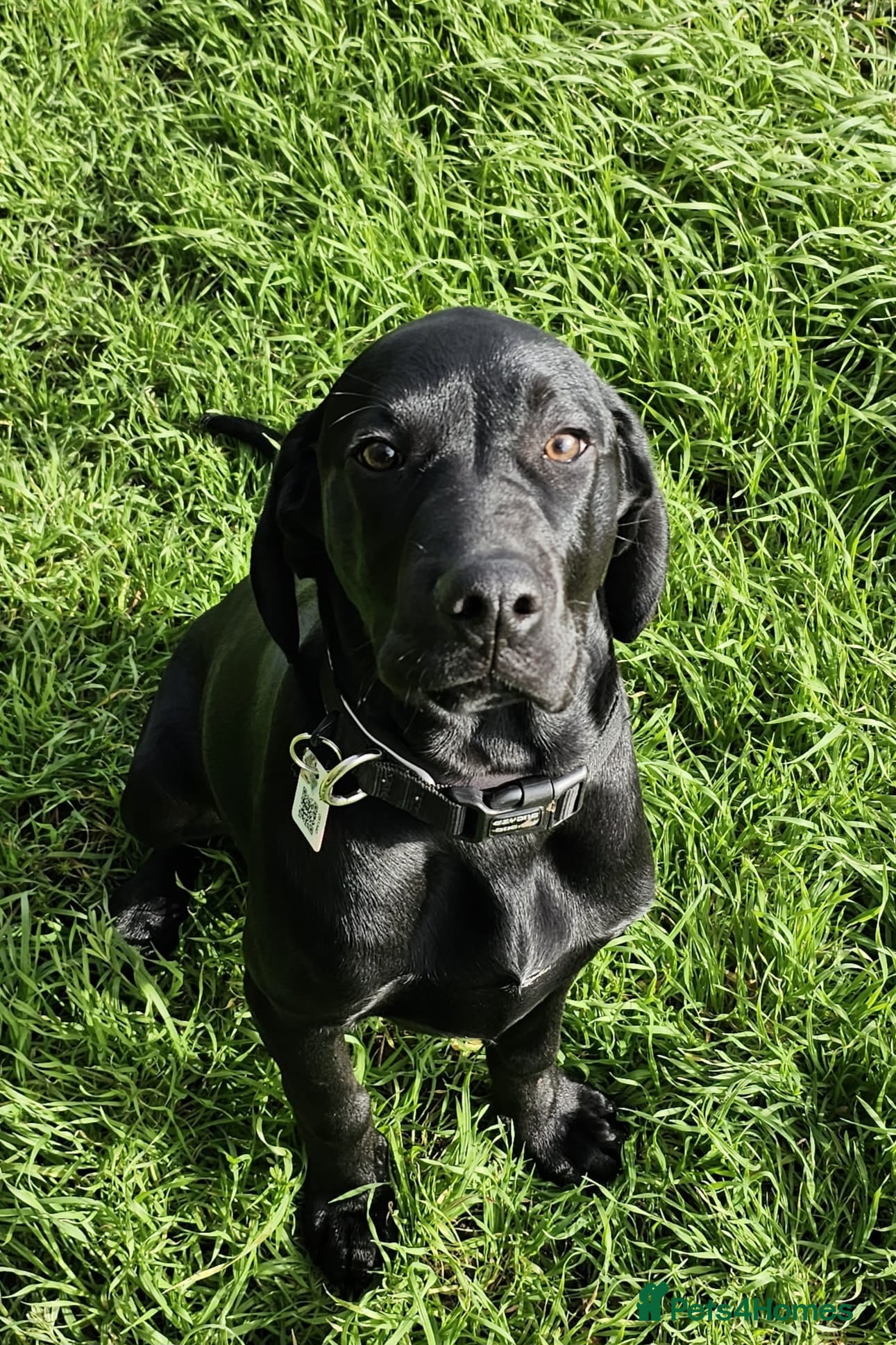 Mixed Breed dogs Bo the big softy - Advert 1