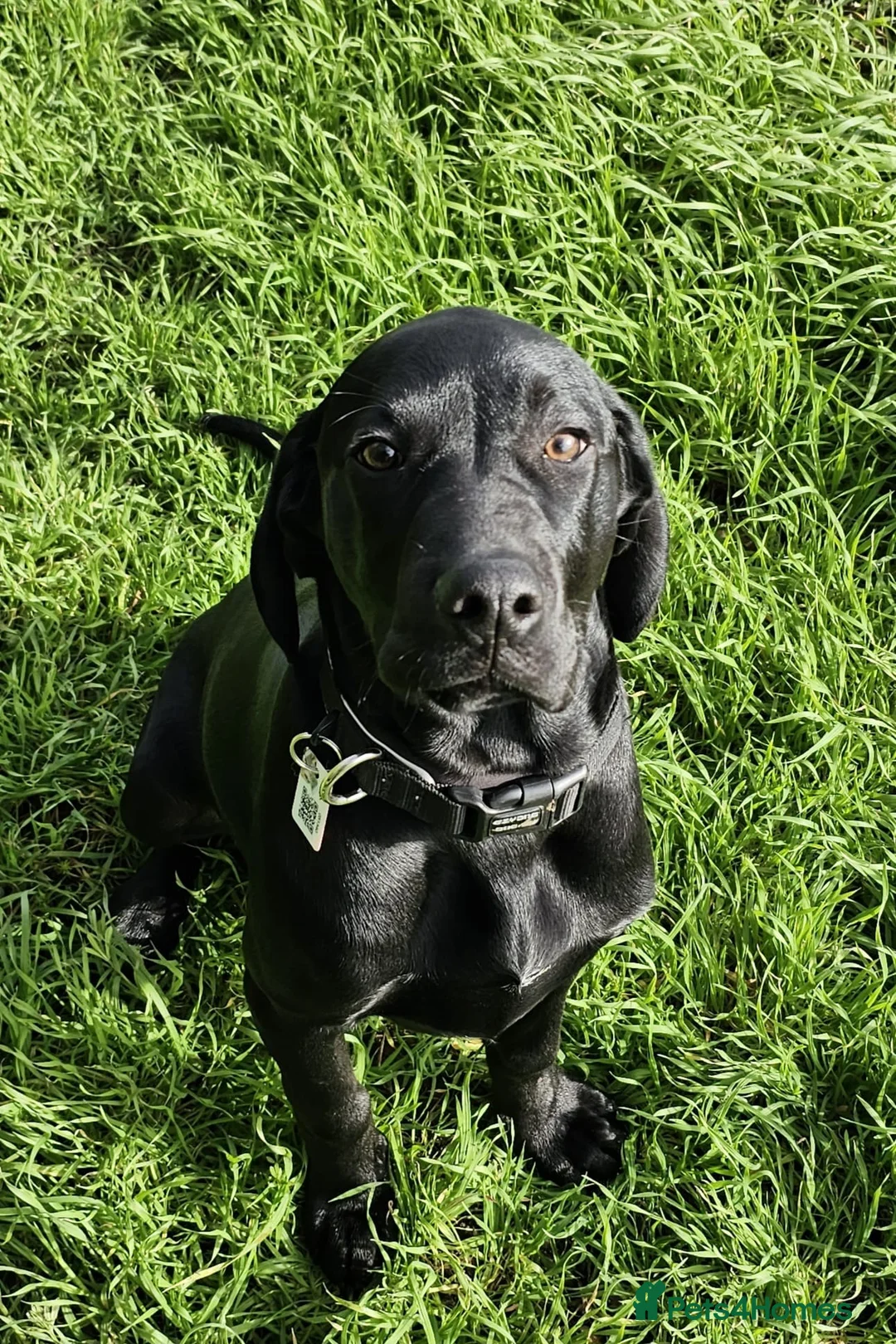 Mixed Breed dogs for sale: Bo the big softy - Advert 1