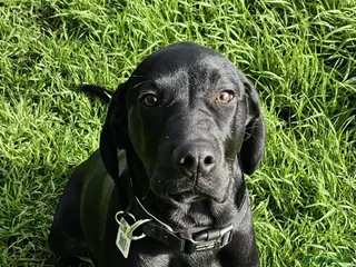 Mixed Breed dogs Bo the big softy - Advert 1