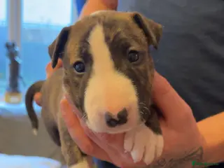 English Bull Terrier dogs KC registered English Bull Terrier Puppies - Advert 1