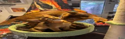 Abyssinian cats for sale: Five Abyssinian kittens with lots of love to give - Advert 11