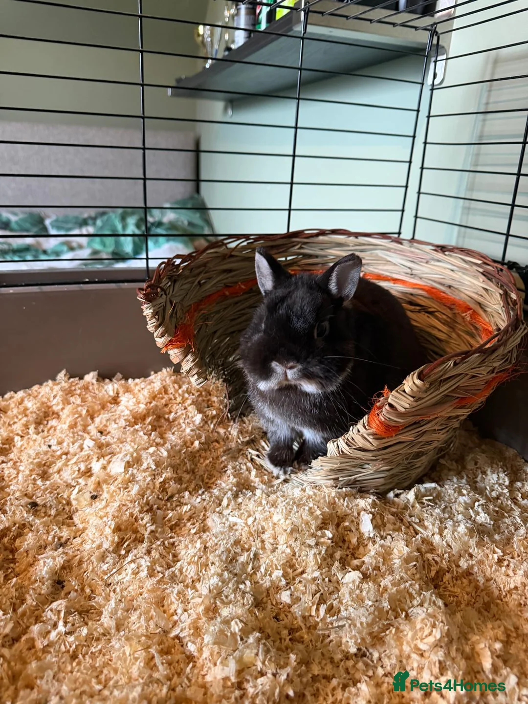 Netherland Dwarf rabbits for sale: Male Netherland Dwarf Rabbit in Bedale - Advert 5