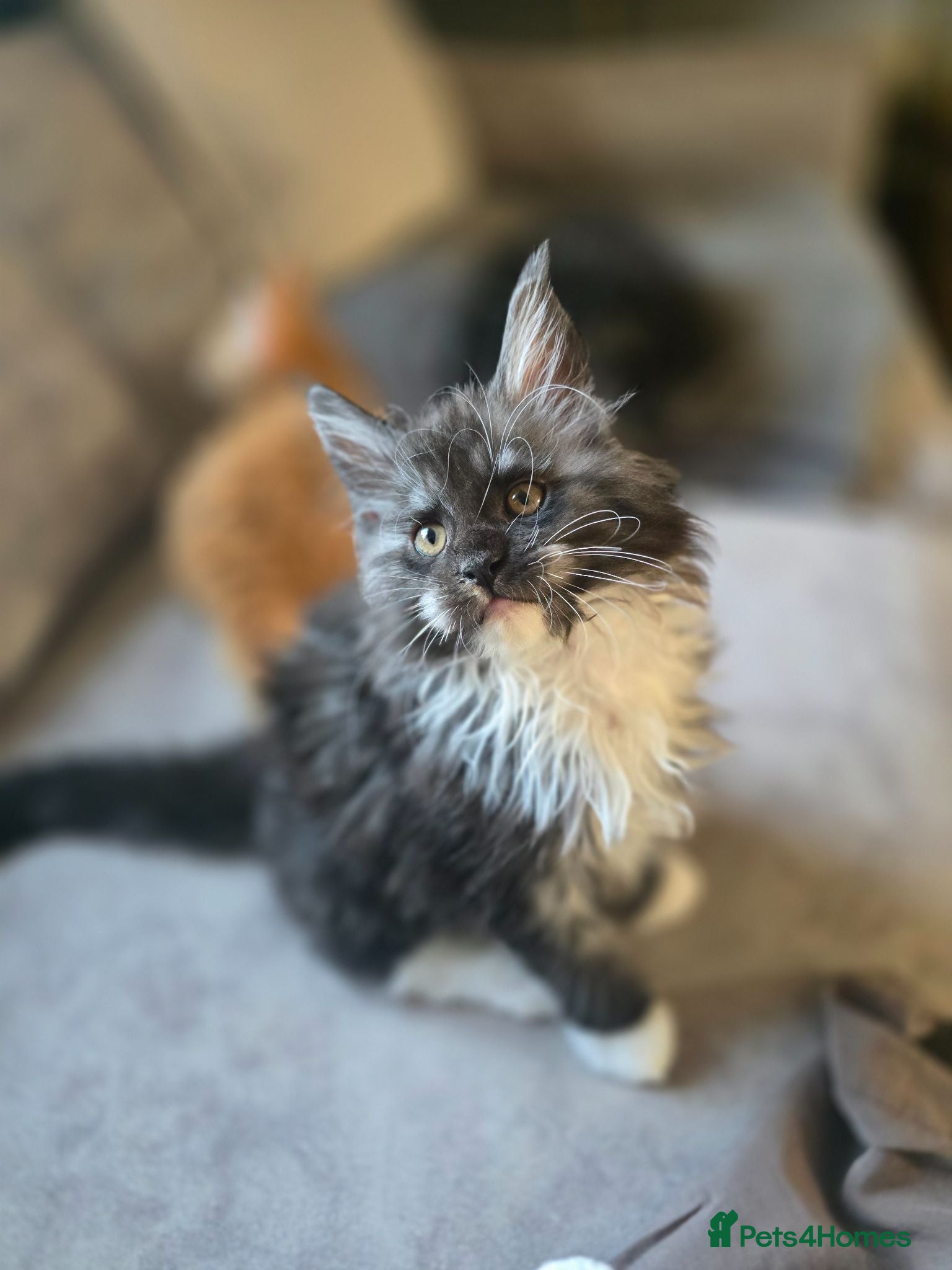 Maine Coon cats READY AUGUST- Tica Pedigree Maine Coons - Advert 15