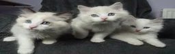 Ragdoll cats for sale: Six Ragdoll Kittens - Advert 26