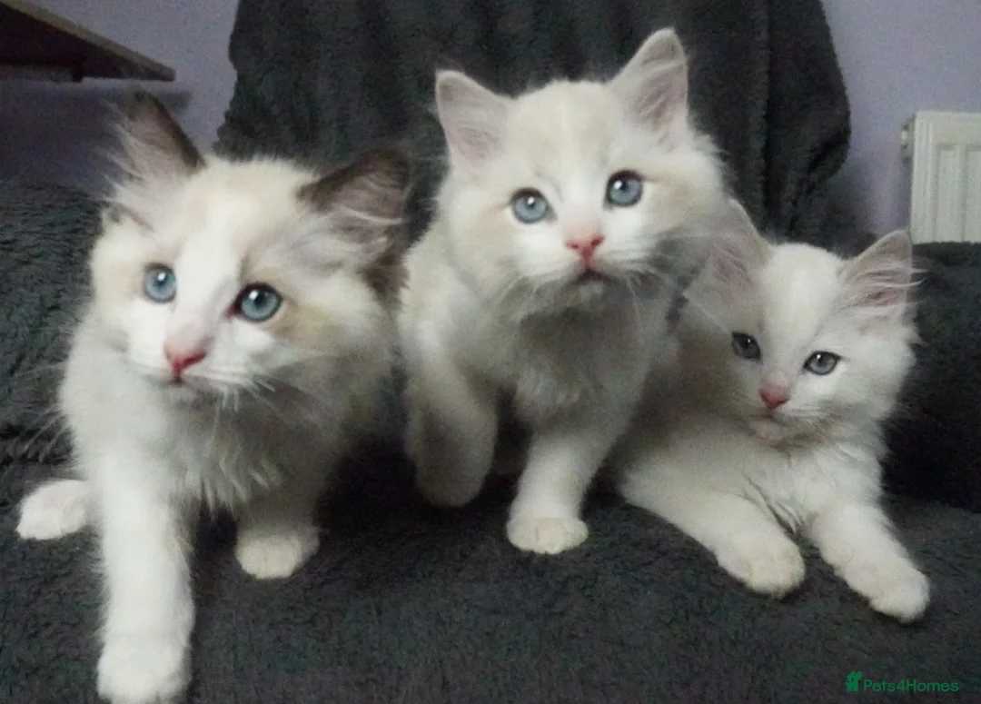 Ragdoll cats for sale: Six Ragdoll Kittens - Advert 26