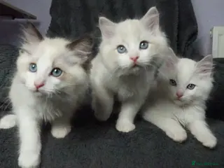 Ragdoll cats Last Pure Ragdoll Boy Left - Advert 5