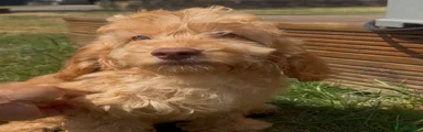 Cockapoo 1